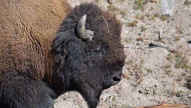 bison