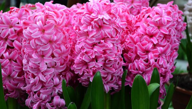 Spring Lilacs