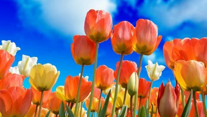 Tulips
