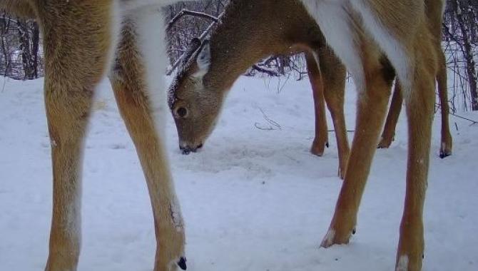 deer in forest