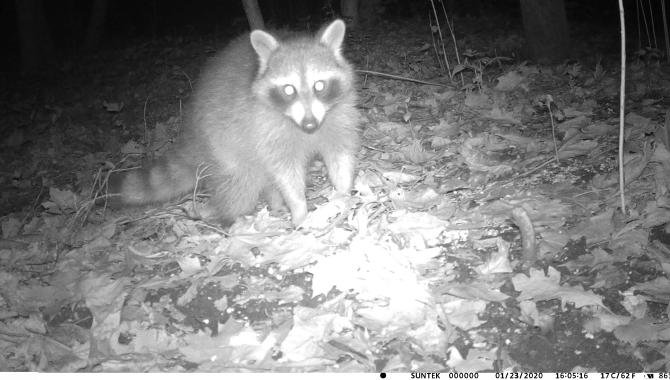 raccoon in forest