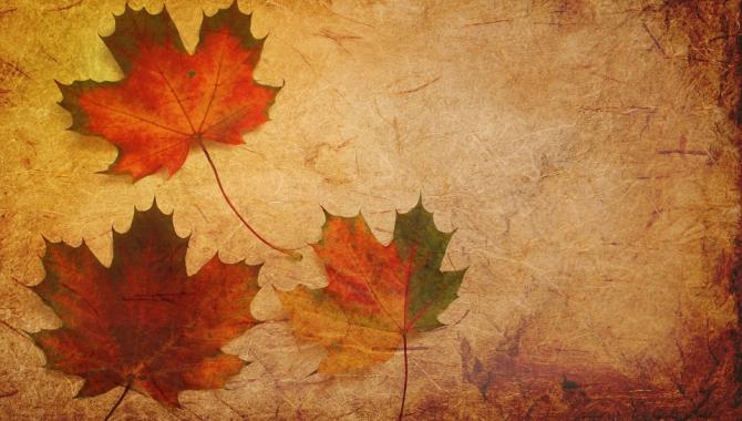 Leaves