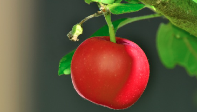 tomatoe