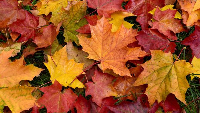 Fall leaves
