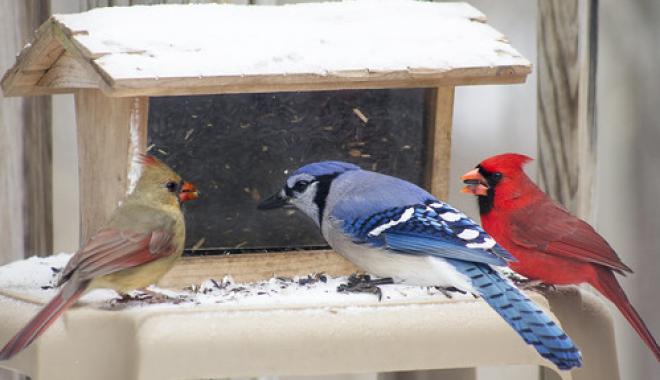 Bird