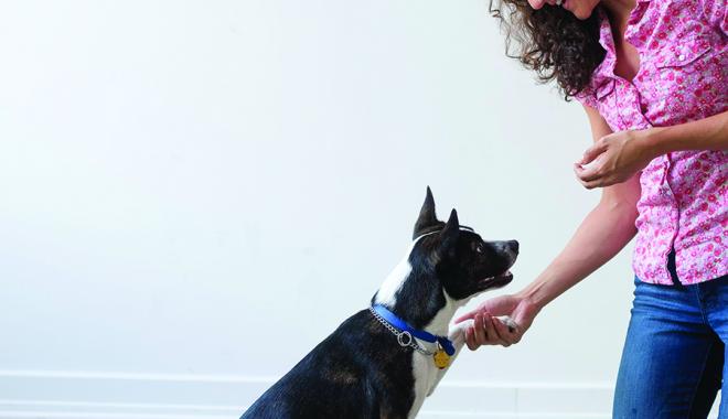 Person training a dog