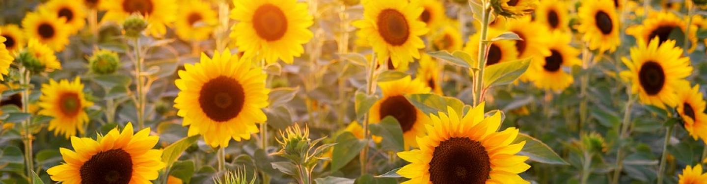 Sunflowers